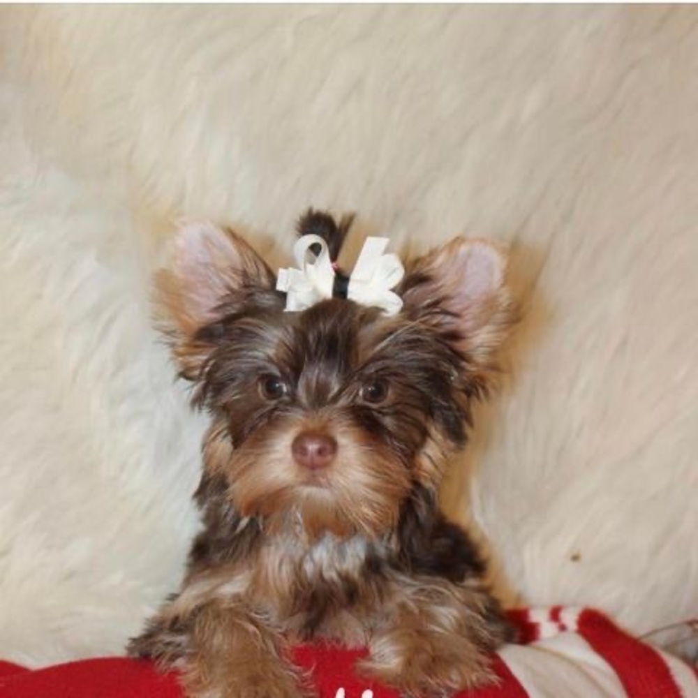 Meet your Posher, Schulzie